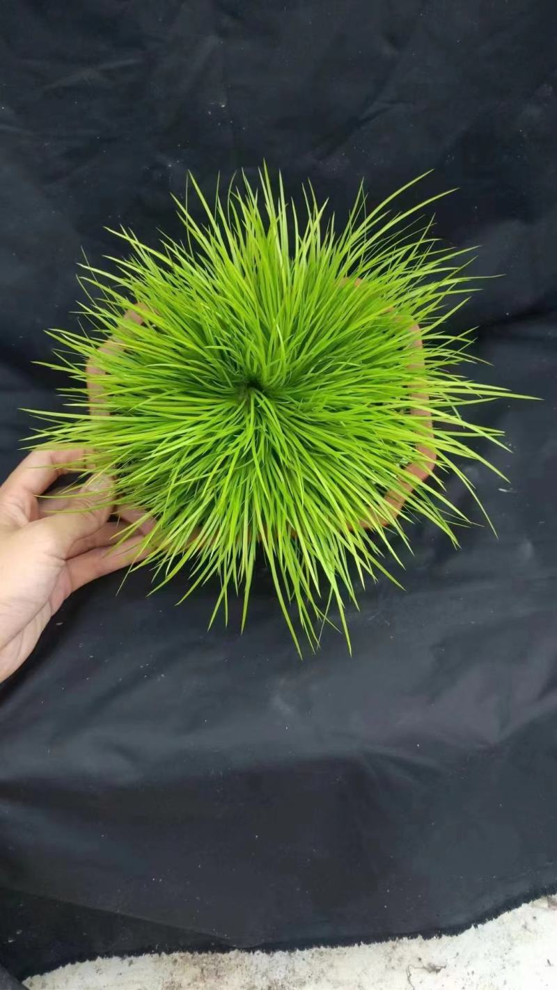 黄金姬菖蒲桌面阳台办公室微型盆景绿植好养易活