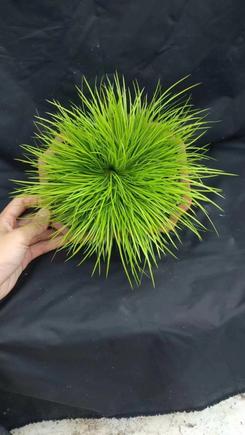 黄金姬菖蒲桌面阳台办公室微型盆景绿植好养易活