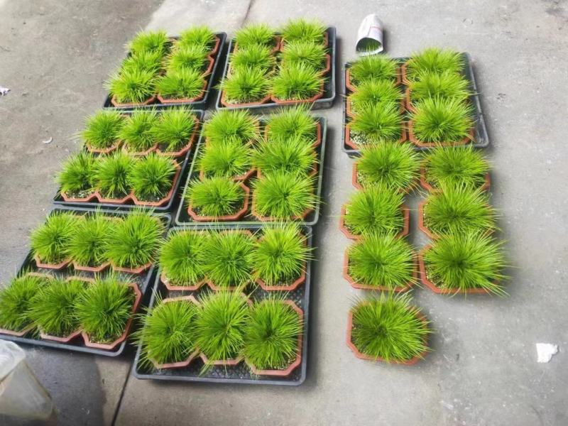 黄金姬菖蒲桌面阳台办公室微型盆景绿植好养易活