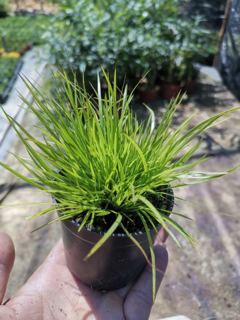 黄金姬菖蒲桌面阳台办公室微型盆景绿植好养易活