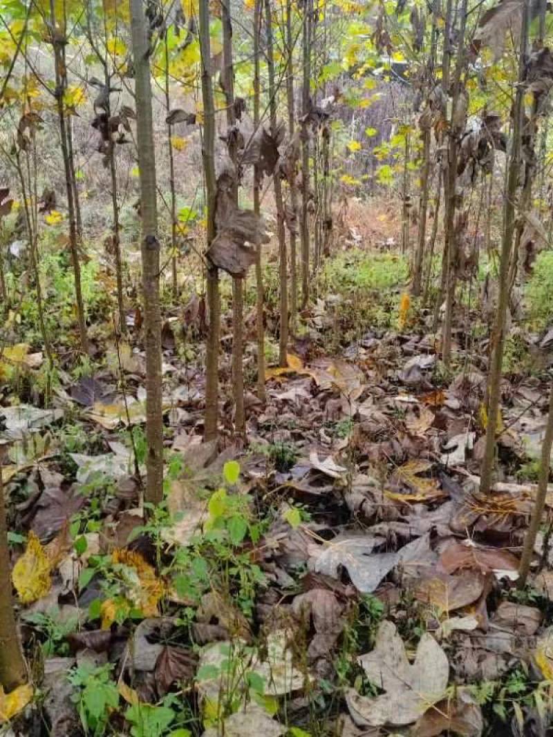 马褂木/货源充足/大量批发/基地直发现挖发货