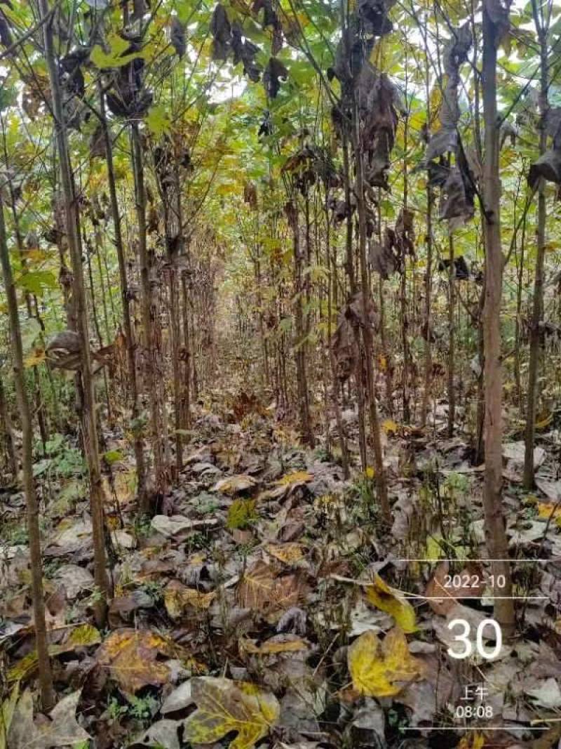 马褂木/货源充足/大量批发/基地直发现挖发货