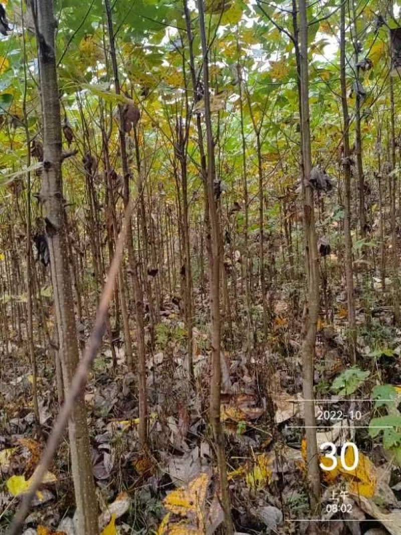 马褂木/货源充足/大量批发/基地直发现挖发货