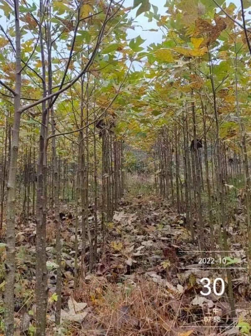 马褂木/货源充足/大量批发/基地直发现挖发货