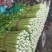 永年芹菜大量有货一手货源价格优惠需要联系我大量