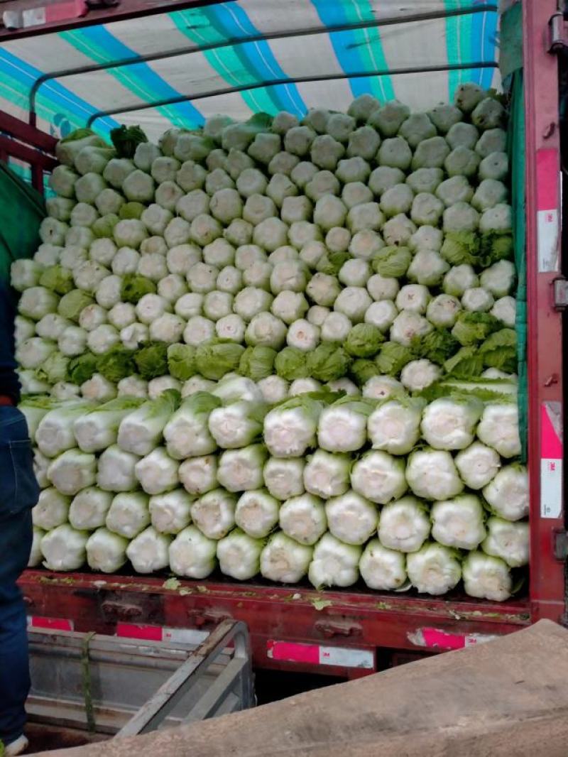 河北省邢台市隆尧县精品白菜大量出售中，菜品种齐全