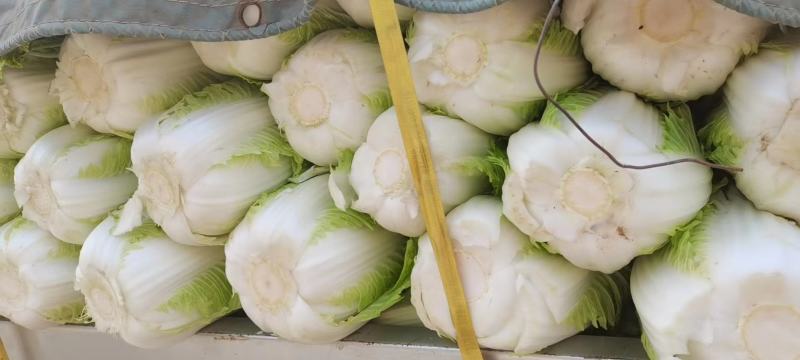 河北省邢台市隆尧县精品白菜大量出售中，菜品种齐全