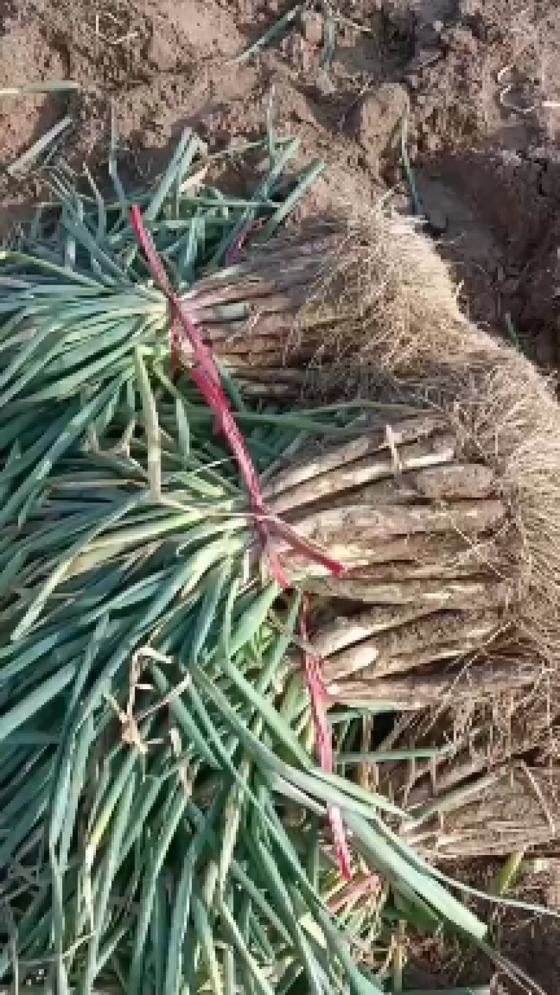 红葱大葱葱白35-45cm品质保证靓货