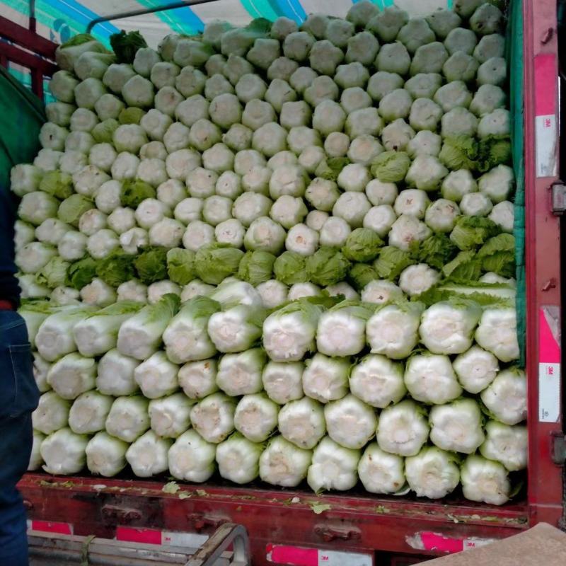 河北省邢台市隆尧县精品白菜大量出售中，菜品种齐全
