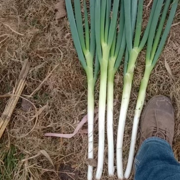 基地大量供应各种蔬菜！！！