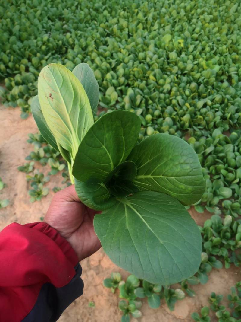 山东曹县上海青基地直供
