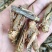 蝗虫，中药材蝗虫干货，产地直发，一手货源，量大从优