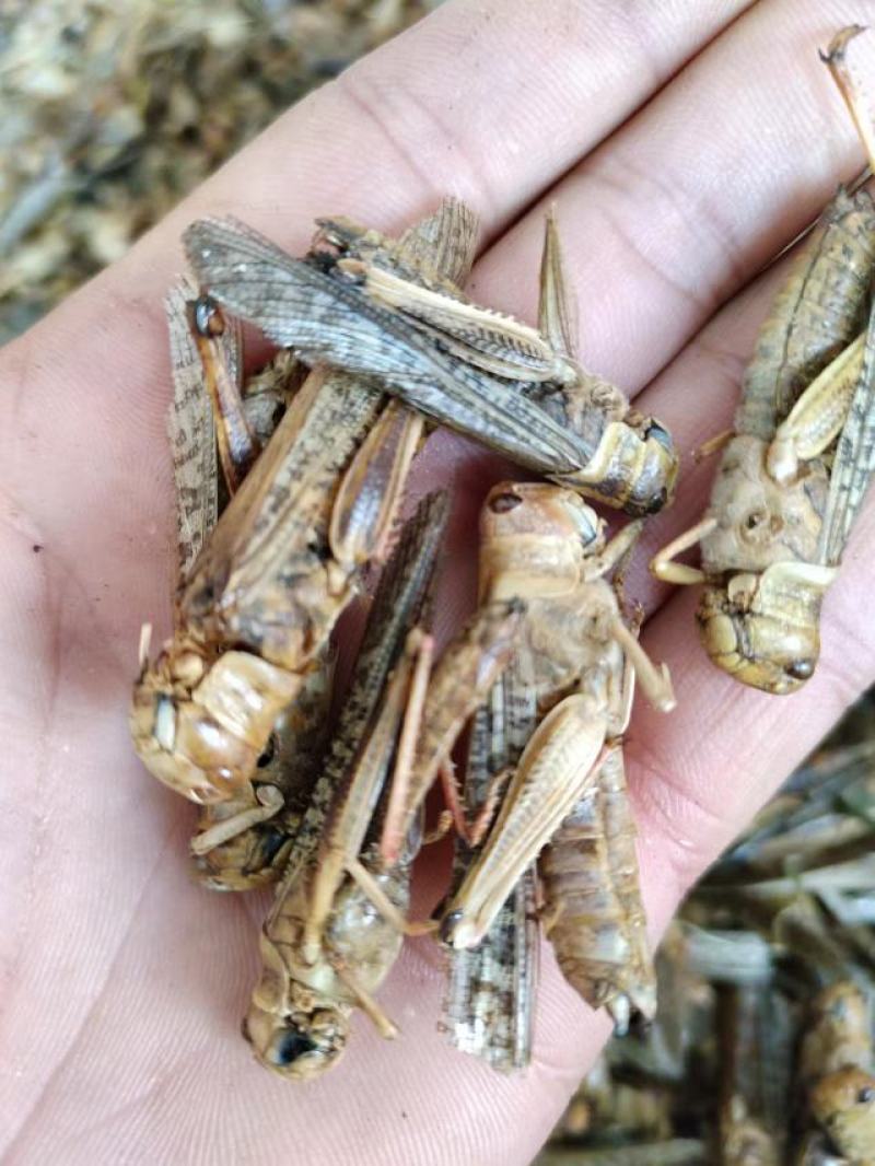 蝗虫，中药材蝗虫干货，产地直发，一手货源，量大从优