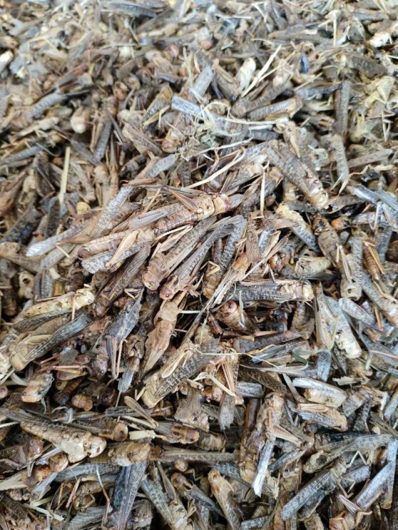 蝗虫，中药材蝗虫干货，产地直发，一手货源，量大从优