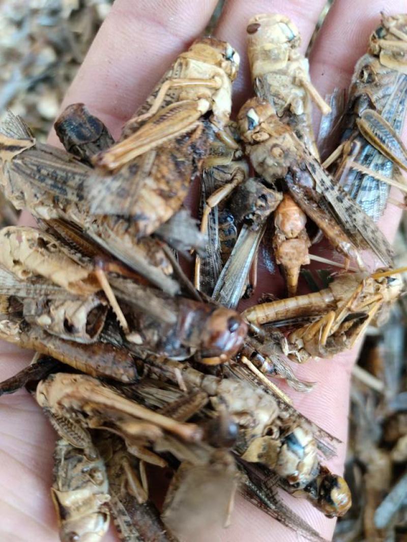蝗虫，中药材蝗虫干货，产地直发，一手货源，量大从优