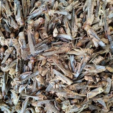 蝗虫，中药材蝗虫干货，产地直发，一手货源，量大从优