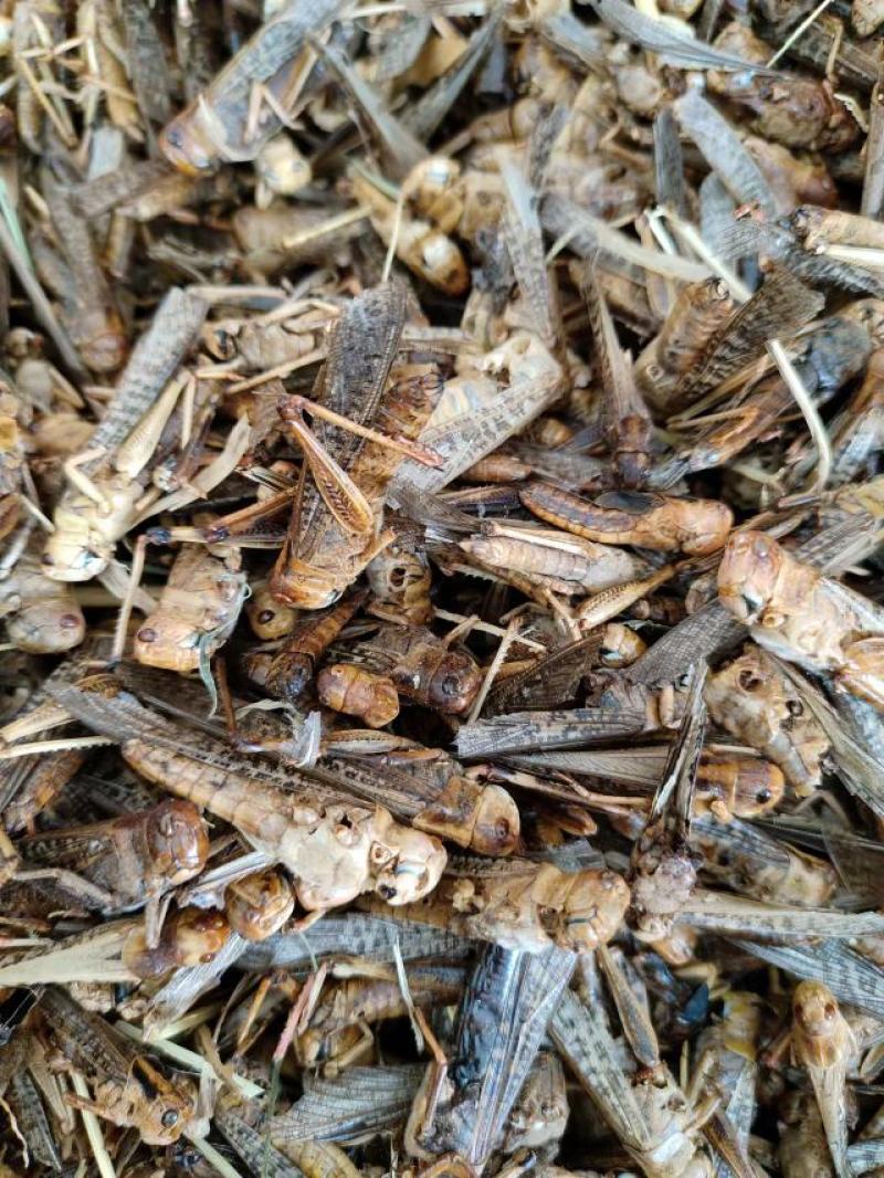 蝗虫，中药材蝗虫干货，产地直发，一手货源，量大从优