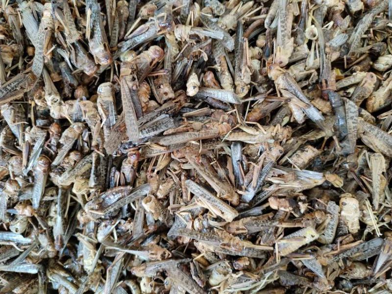 蝗虫，中药材蝗虫干货，产地直发，一手货源，量大从优