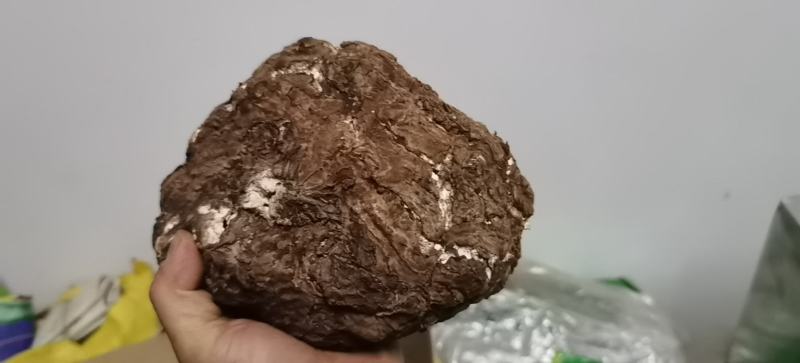 【精品】云南无硫全手工茯苓坨茯苓片茯神片源头产地发货