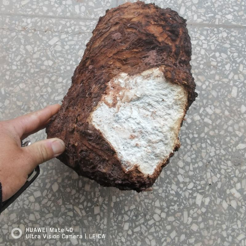 【精品】云南无硫全手工茯苓坨茯苓片茯神片源头产地发货