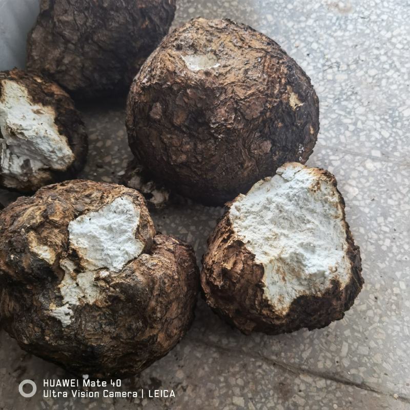 【精品】云南无硫全手工茯苓坨茯苓片茯神片源头产地发货