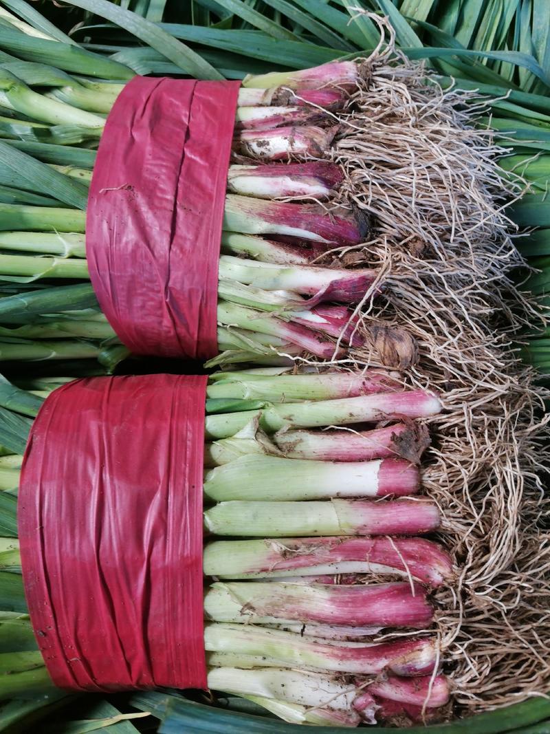 红根蒜苗45~50cm杆长叶绿，脆嫩可口，欢迎进店联系