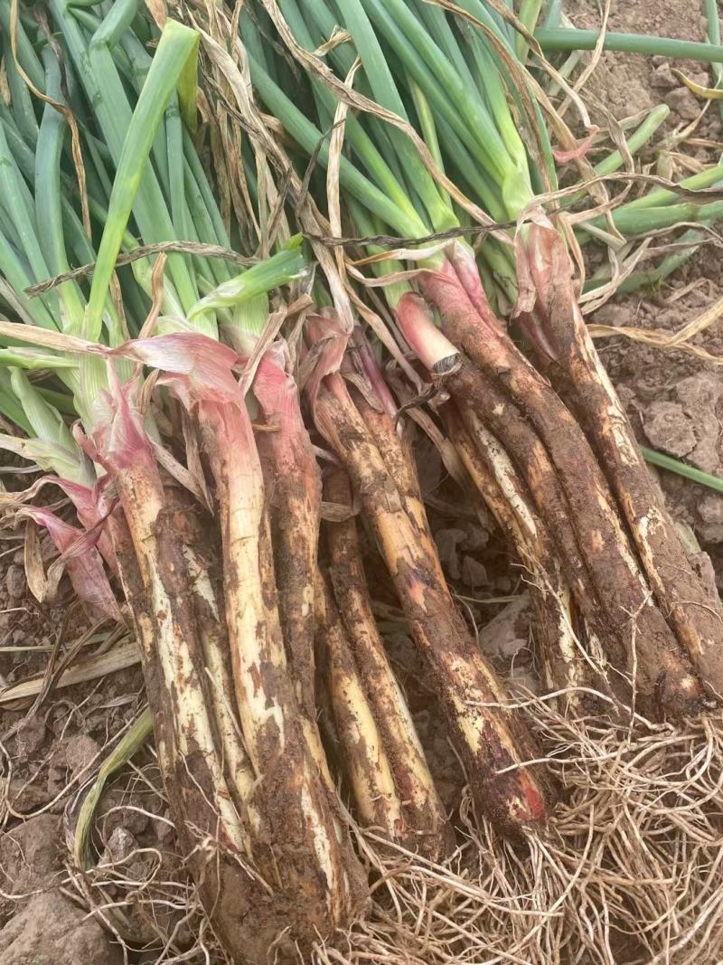 精品红葱，农葱叶绿杆粗，味道鲜美，牛羊肉的绝配，质优价廉