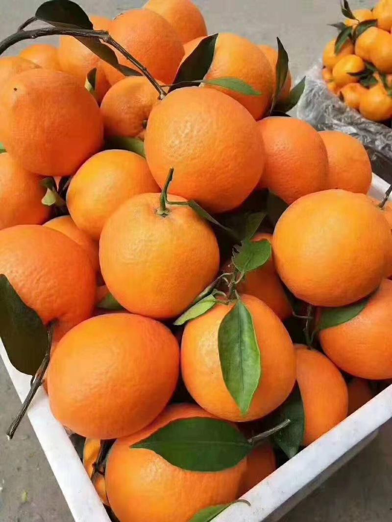 橙子湖北秭归脐橙产地发货一手货源诚信经营质量保
