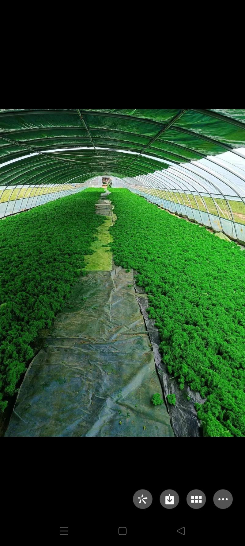 苔藓系列
