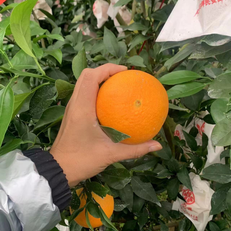 🥇爱媛橙，果冻橙，产地货源，味美甘甜爽口多汁。