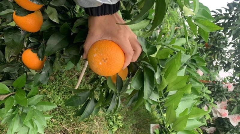 🥇爱媛橙，果冻橙，产地货源，味美甘甜爽口多汁。