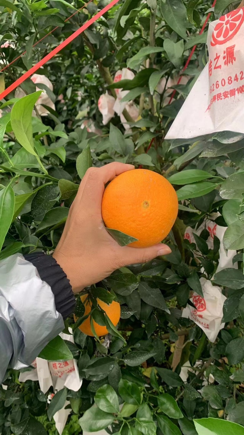 🥇爱媛橙，果冻橙，产地货源，味美甘甜爽口多汁。