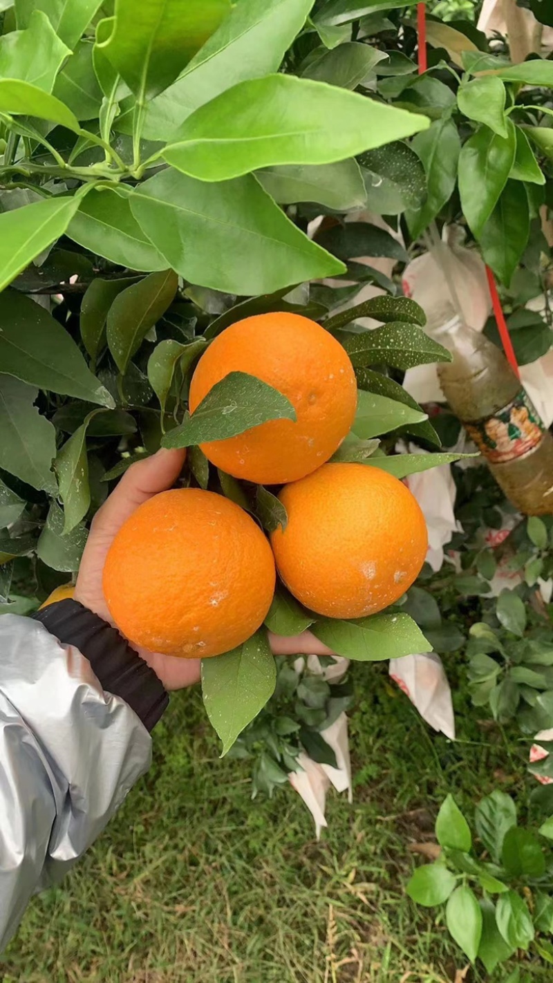 🥇爱媛橙，果冻橙，产地货源，味美甘甜爽口多汁。