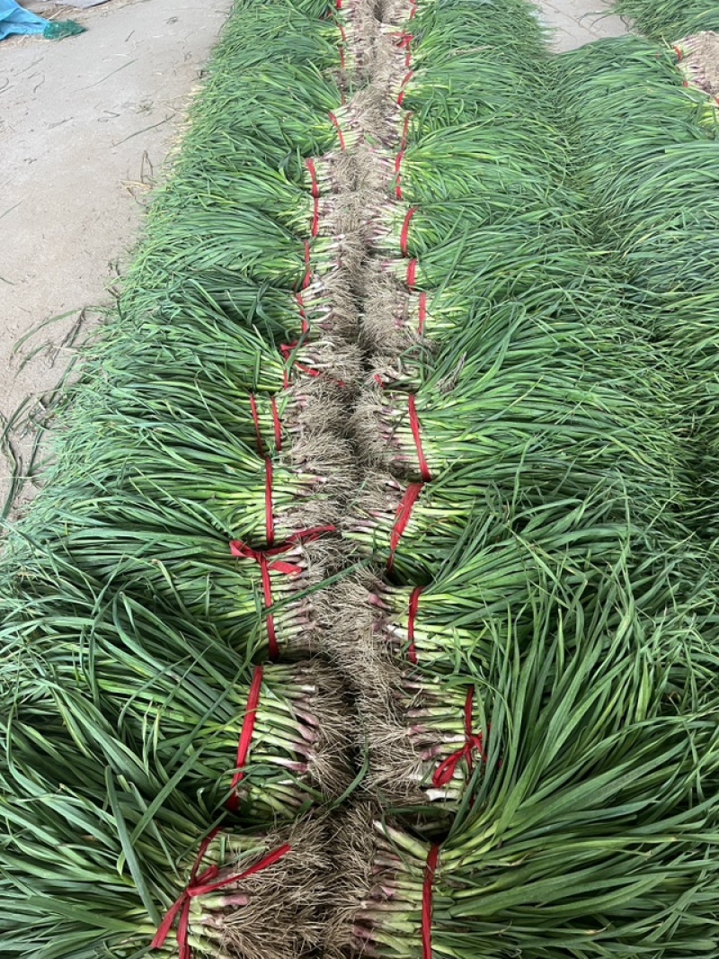 【按需发货】江苏红根蒜苗百亩基地大量上市基地直发