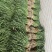 【按需发货】江苏红根蒜苗百亩基地大量上市基地直发