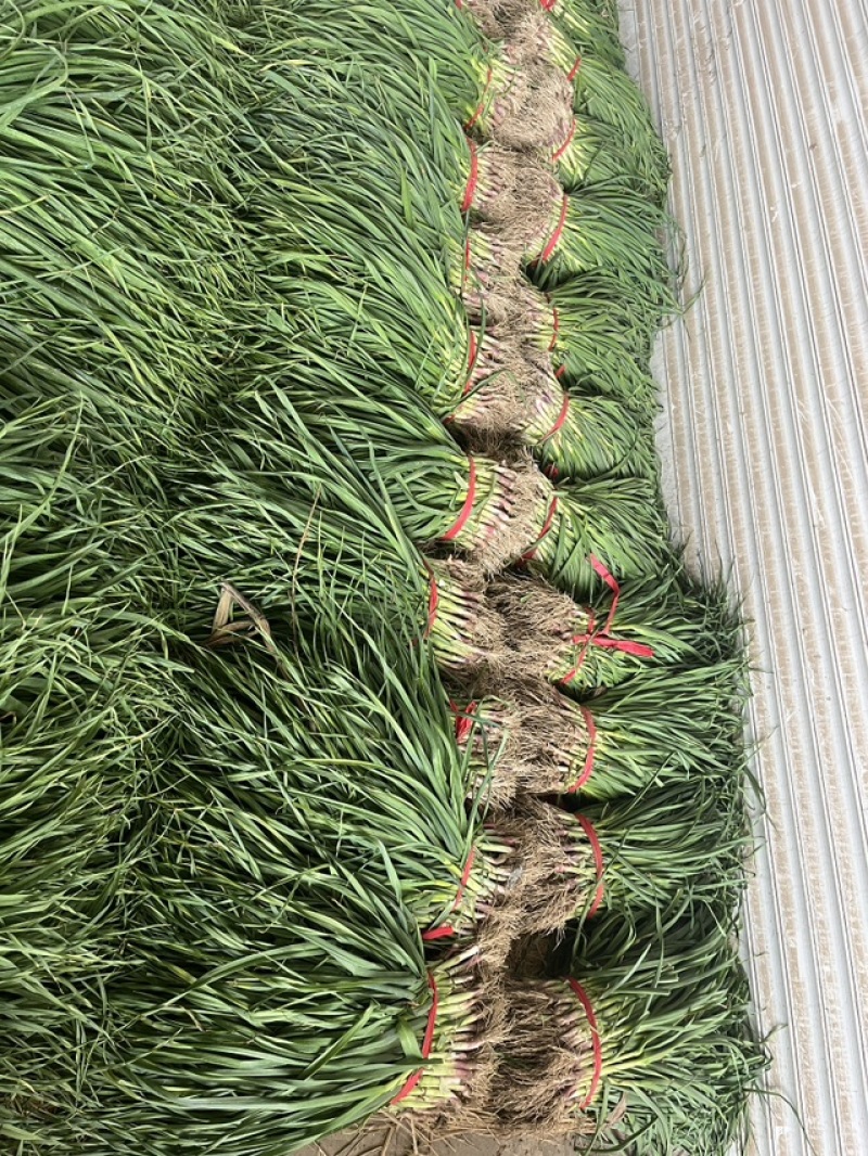【按需发货】江苏红根蒜苗百亩基地大量上市基地直发