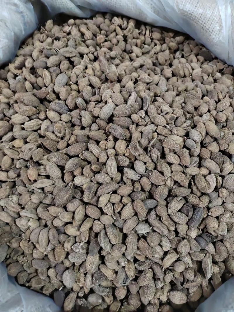 阳春砂仁中药材批发精选优质砂仁毛砂仁香料阳春砂仁粉