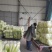 【推荐】精品黄心菜大量上市中质量好价格低商超品质