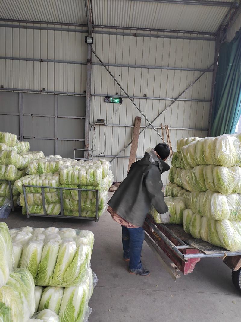 【推荐】精品黄心菜大量上市中质量好价格低商超品质