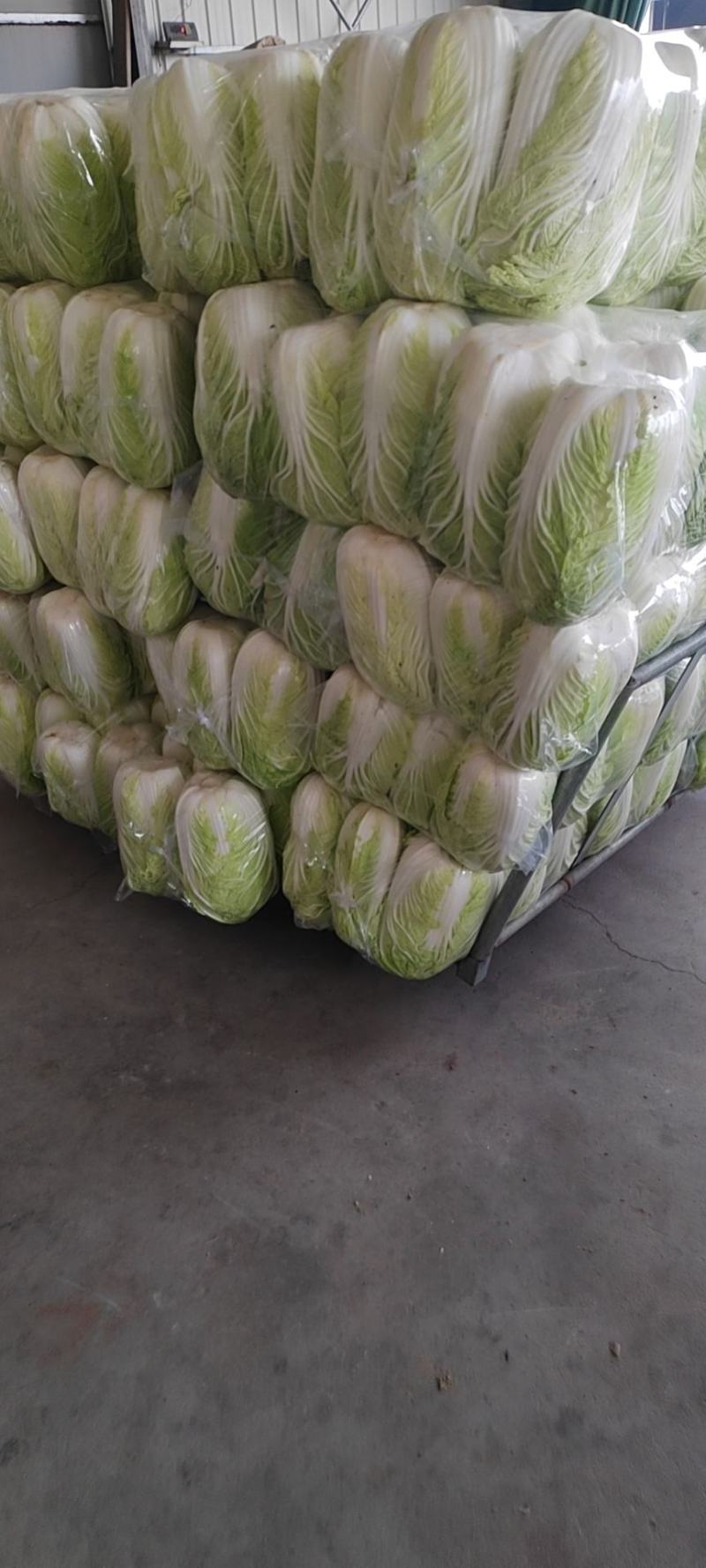 【推荐】精品黄心菜大量上市中质量好价格低商超品质