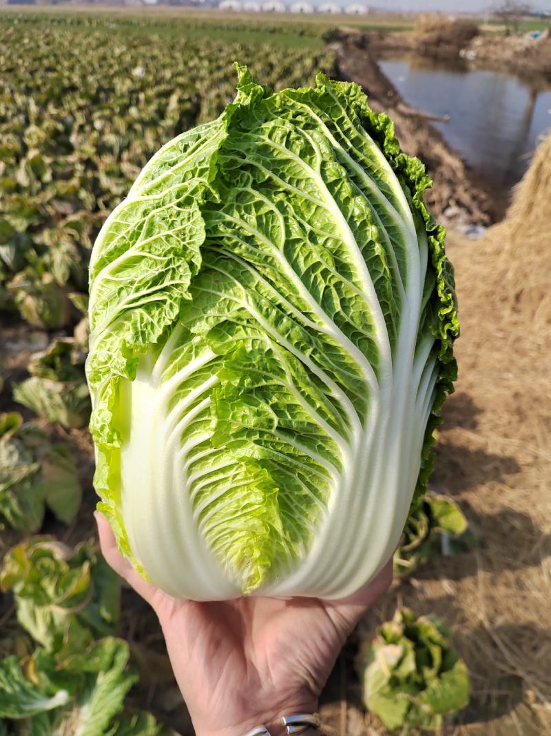 【推荐】精品黄心菜大量上市中质量好价格低商超品质