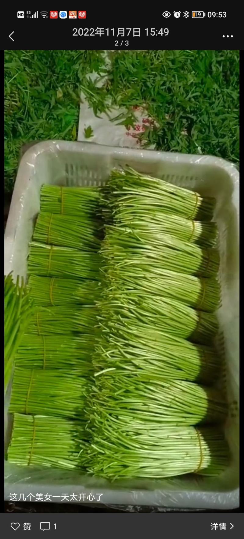 嫩芦蒿