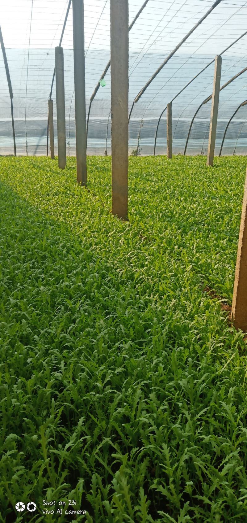 茼蒿