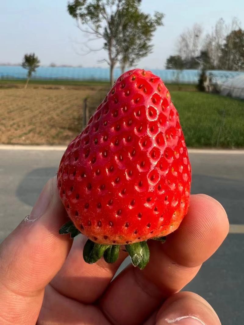 阜阳天仙醉草莓即将上市，产地直供，按需包装，货源充足。