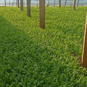 茼蒿