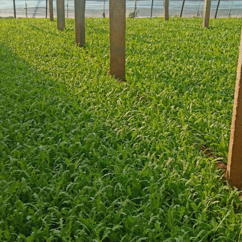 茼蒿