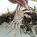 江苏泰州六月黄大闸蟹螃蟹，量大从优。货源充足，质量有保证
