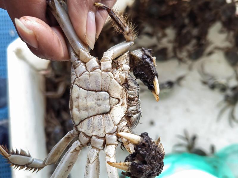 江苏泰州六月黄大闸蟹螃蟹，量大从优。货源充足，质量有保证