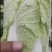 【精选】鄠邑区娃娃菜，产地直供，欢迎电话订购