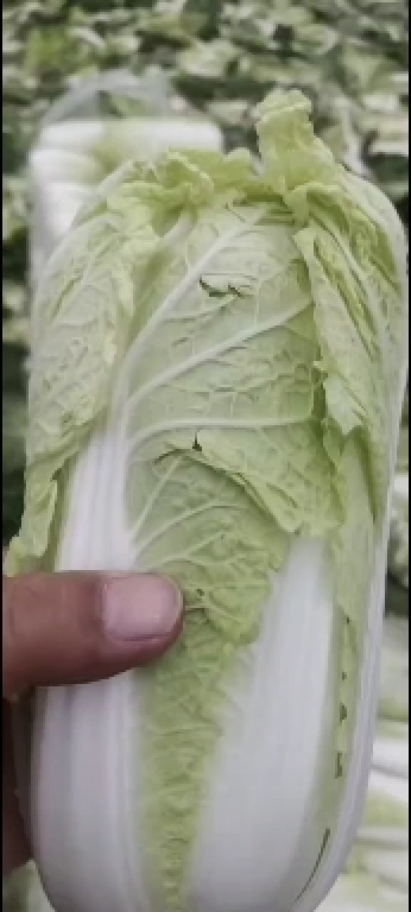 【精选】鄠邑区娃娃菜，产地直供，欢迎电话订购